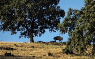Visitas Guiadas en Monfragüe: Un Paraíso para los Amantes de la Naturaleza